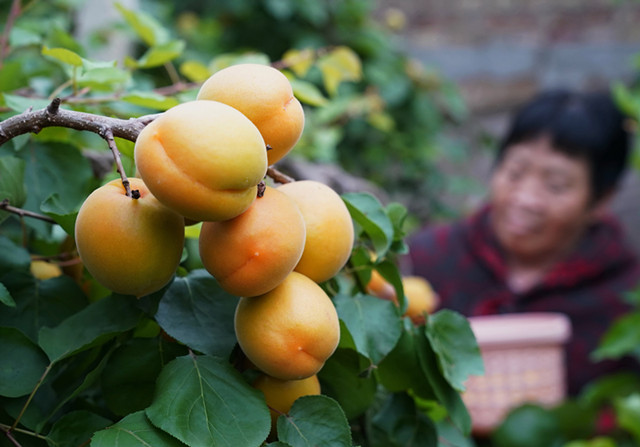 5亿产业基金振兴“京果”，生鲜供应链投资将围绕四个方面